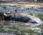 Animalele se bălăcesc în piscină FOTO: CJ Galați