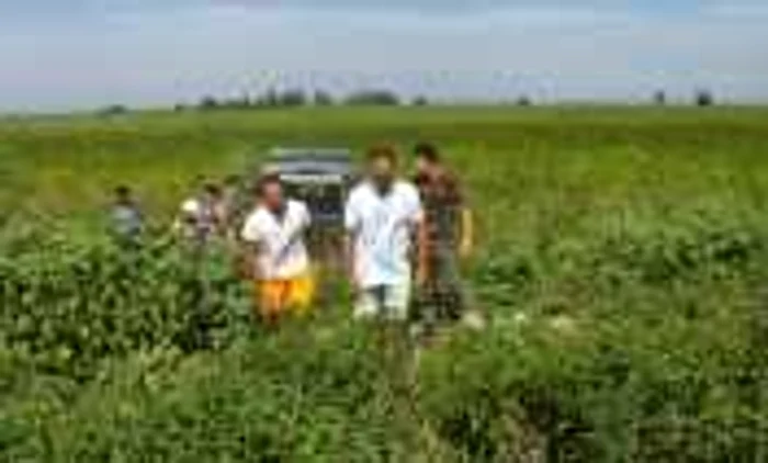 Cultivau cannabis în Chilia Veche FOTO Garda de Coastă