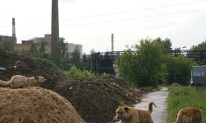 Vecinii mei, cîinii jpeg