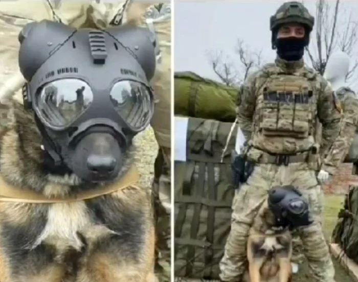 Ares, câinele parașutist care uimește prin curajul său FOTO Forțele pentru Operații Speciale Române