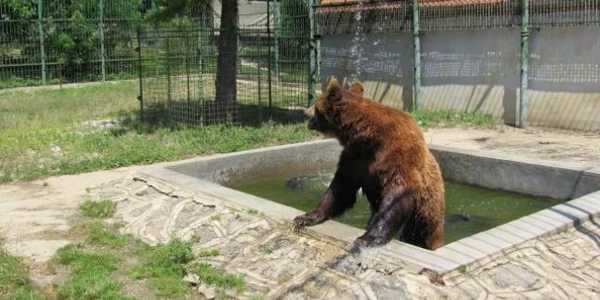 Urşi la Zoo