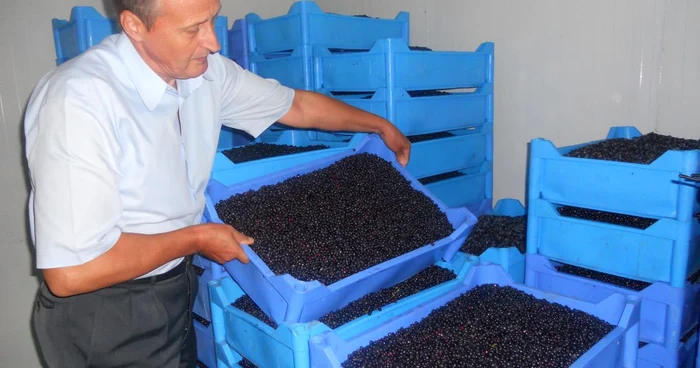 Fructele de pădure din Gorj ajung pe mesele străinilor FOTO Adevărul