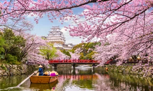 1 japonia ciresi shutterstock 776445706 jpg jpeg