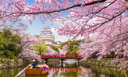 1 japonia ciresi shutterstock 776445706 jpg jpeg