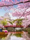 1 japonia ciresi shutterstock 776445706 jpg jpeg
