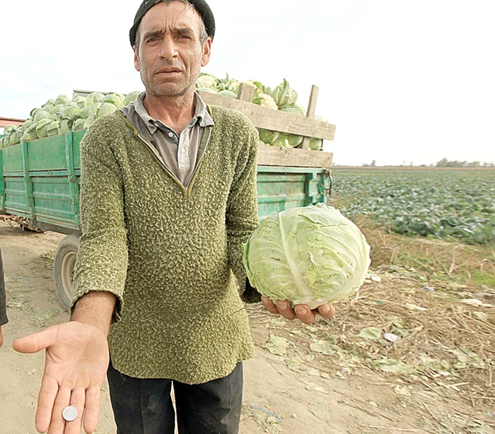 Florin Tudose, legumicultor