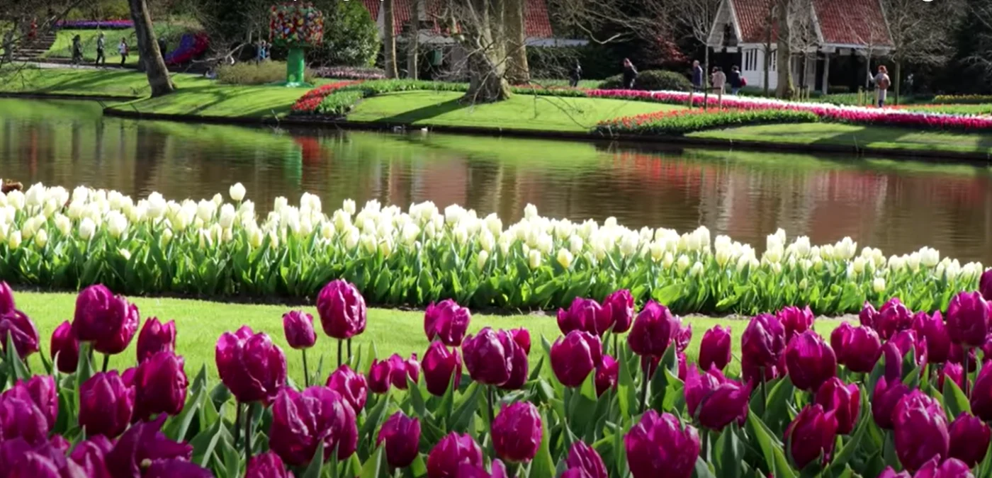 Lalele înflorite în Olanda FOTO captură video