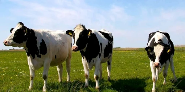 bovine