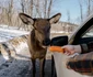 Safari printre animale