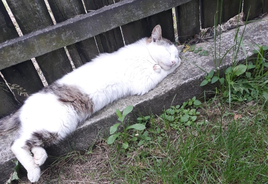 Metodele prin care poți ține rozătoarele departe de casa ta. „Pisicile se identifică acum ca fiind șoareci”
