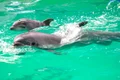 pui delfin jpg