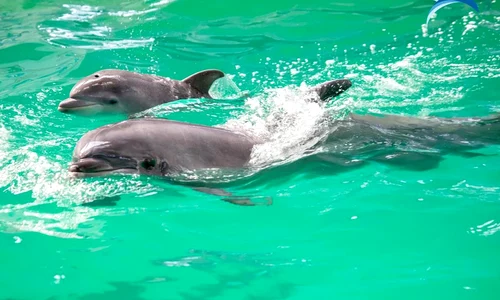 pui delfin jpg