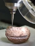 Cercetătorii pot analiza nivelurile izotopice de oxigen pentru a determina în ce perioadă a anului au fost recoltate crustaceele (© ICTA-UAB)