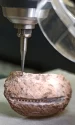 Cercetătorii pot analiza nivelurile izotopice de oxigen pentru a determina în ce perioadă a anului au fost recoltate crustaceele (© ICTA-UAB)