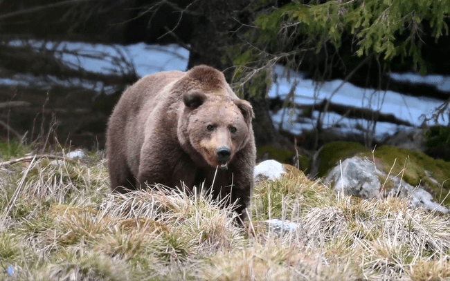 De ce urșii așteaptă turiști pe Transfăgărășan, iar în Retezat îi ocolesc: „Încă din anii '70 puteai întâlni urși cerșetori”