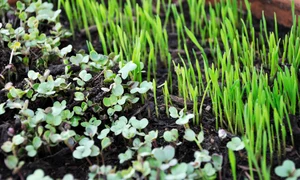 1 sprouts 763457 1920 jpg jpeg