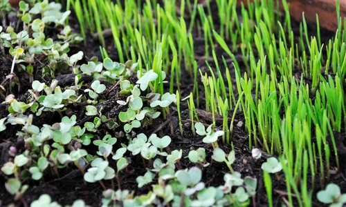 1 sprouts 763457 1920 jpg jpeg