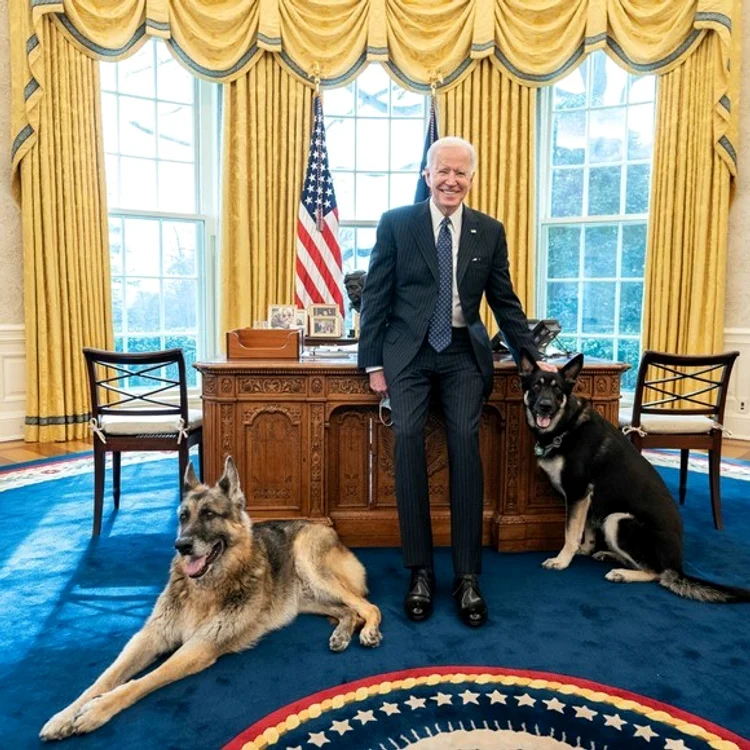 
    Joe Biden, în biroul de la Casa Albă, alături de Champ(stânga) și Major(dreapta)   