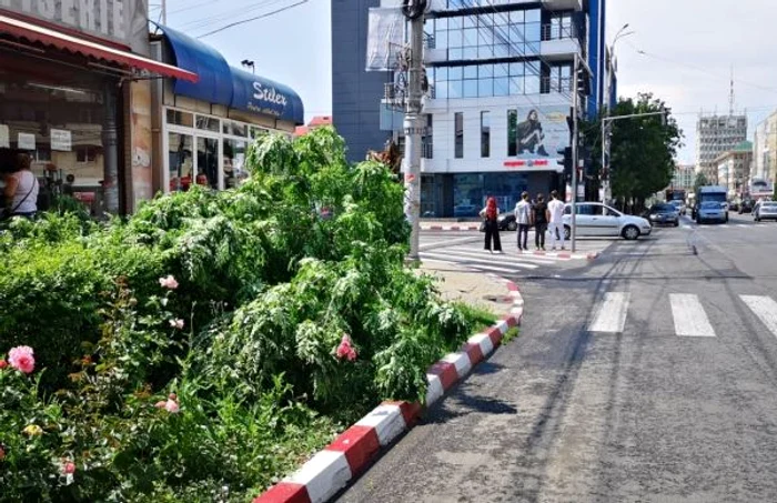 copaci cazuti tgv vant puternic