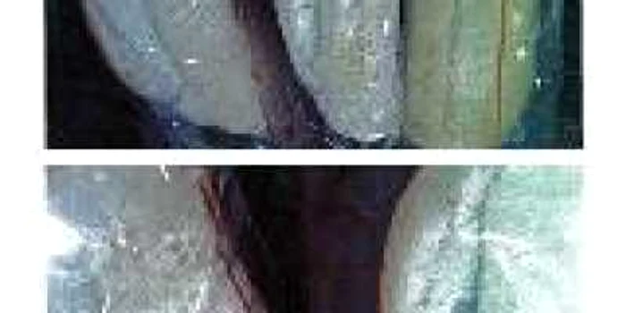 Mostre din cornurile mucegăite servite elevilor sătmăreni