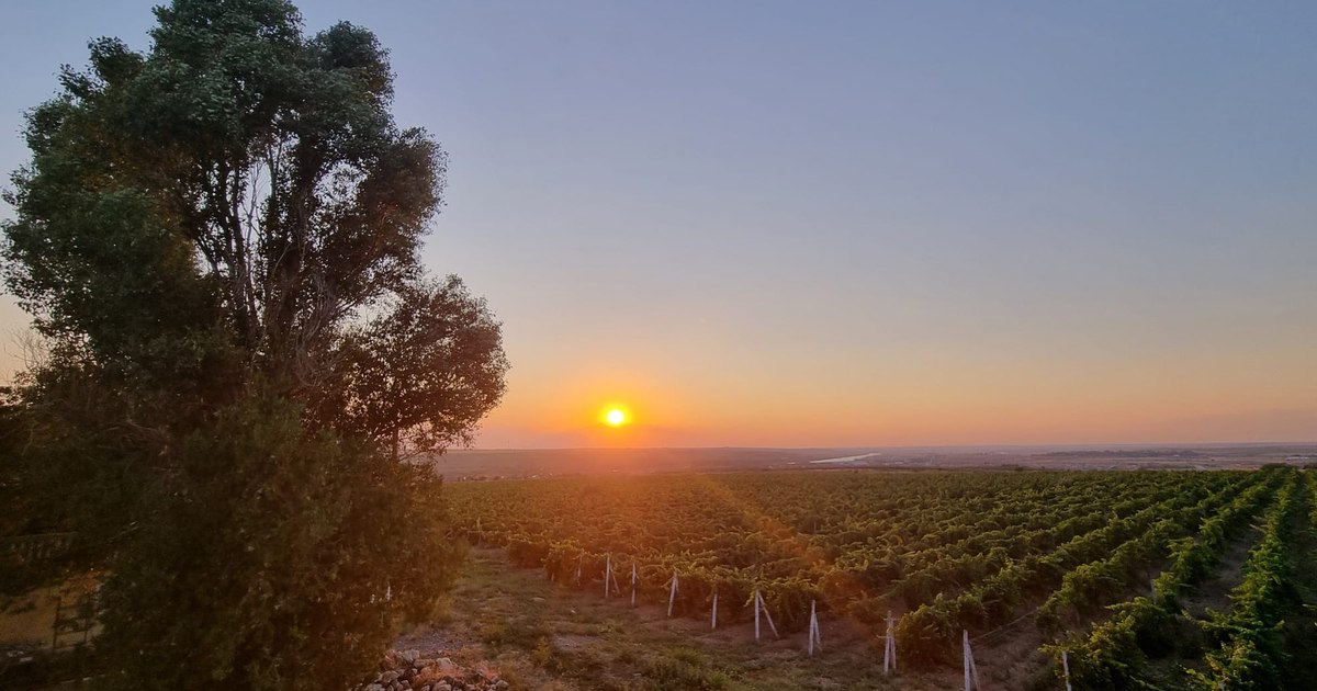 Cum a readus ghidul turiști străini în cramele din Dobrogea: „Vinul e pe primul loc!“