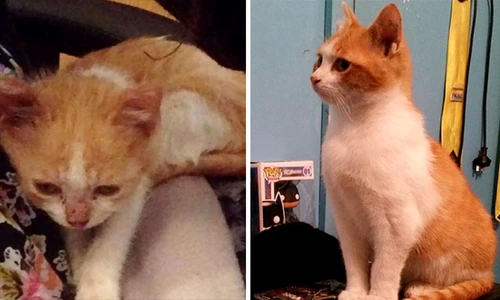 Timp de câteva luni, noii stăpâni l au învăţat pe Oliver să aibă din nou încredere în oameni  jpeg