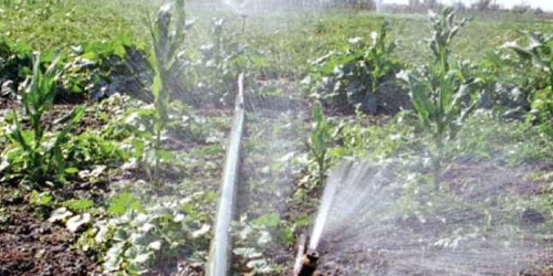 În lipsa instalaţiilor, fermierii mizează pe ploi