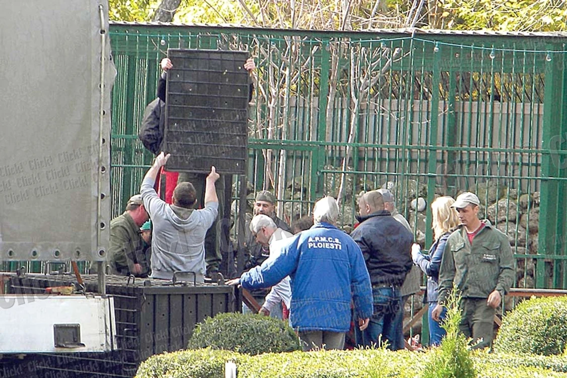 Aşa arată acum  unul din cei doi pui de leu ai  interlopului (Fotografii: Dana Mihai)
