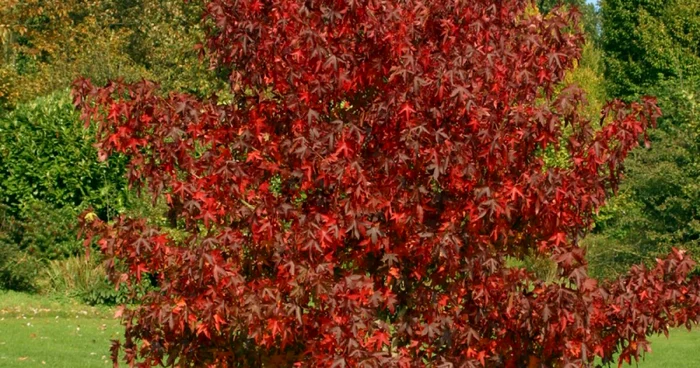 arbori ornamentali cu crestere rapida