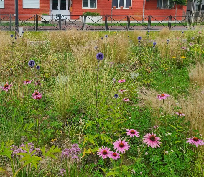 Un oraș din Vestul României se întoarce la natură: spaţiile verzi devin „pajiști urbane”, fără mofturi și plante exotice FOTO
