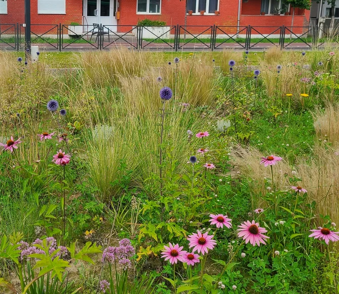 Florile de câmp au înlocuit plantele exotice în Oradea. Foto: Facebook Diana Codrean