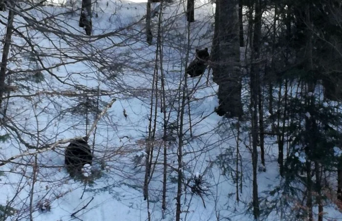 Cei doi urşi au fost goniţi în pădure. FOTOIJJ Braşov.