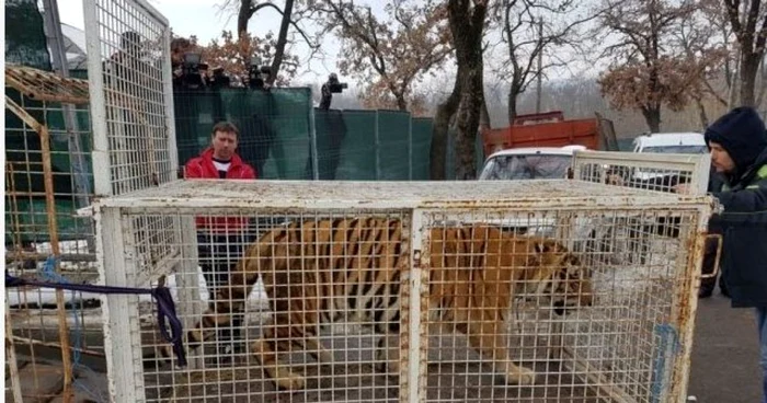 Tigrii au fost aduşi la Grădina Zoologică de la Galaţi de la circul Globus