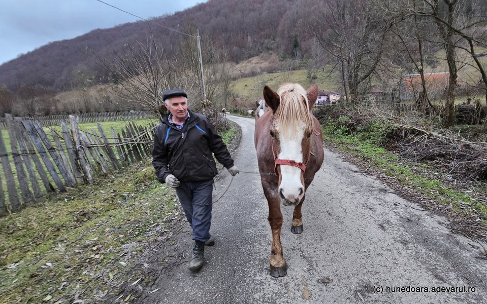 Caii superbi care animă un sat ascuns în munți. Întreg ținutul supraviețuia cu ajutorul lor VIDEO