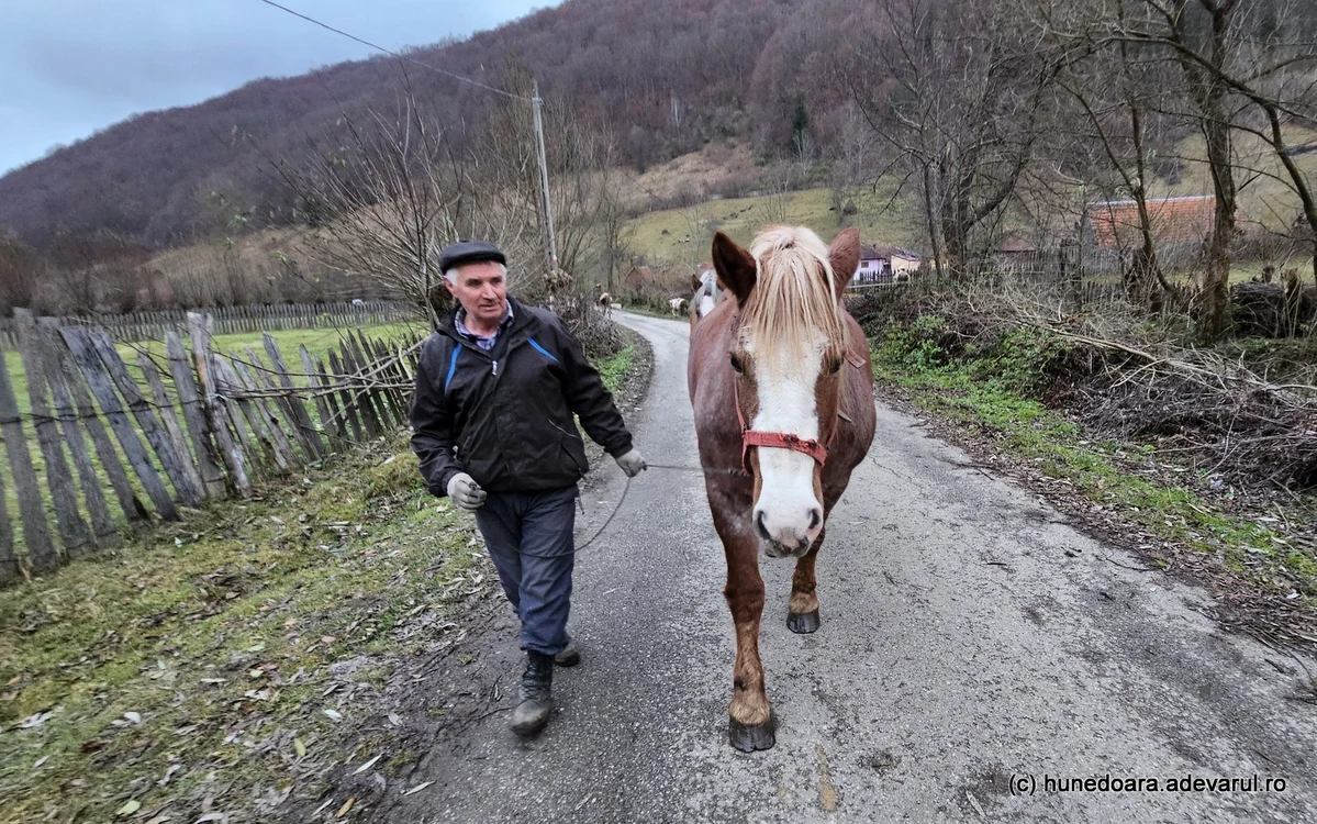 Andrei și caii săi. Foto: Daniel Guță. ADEVĂRUL