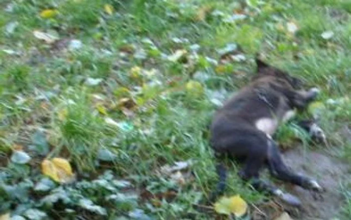 Botoşani:Cel de-al doilea căţel ucis 