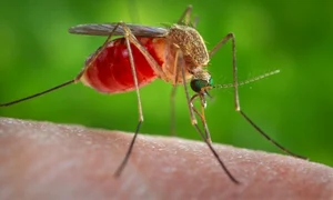 zika jpeg