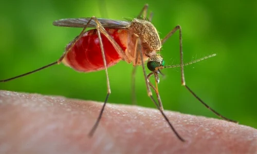 zika jpeg