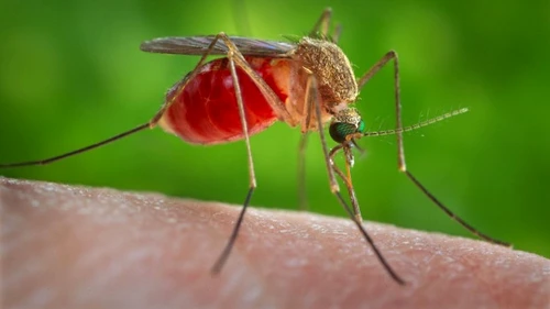 Virusul Zika este transmis de două specii de țânțari
