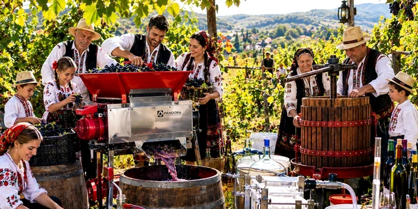 Recoltă tradițională la vie Foto Daciana Stoica pentru Ghidul Cumpărătorului Adevărul jpg