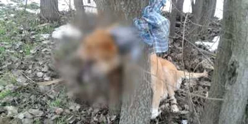 caine ucis in statiunea Lacu Sarat