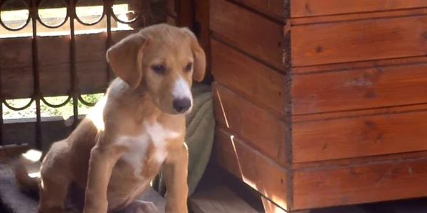 180 de câini vor putea fi adoptaţi astăzi de la Adăpostul de la Breasta
