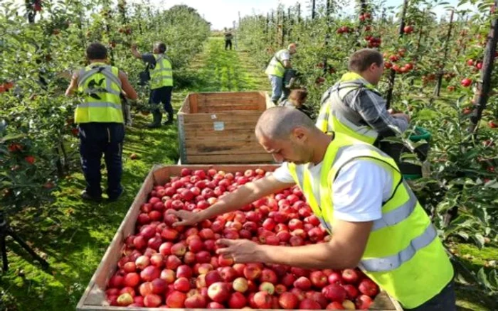 Fermierii britanici riscă să rămână cu recolta neculeasă. FOTO Getty Images