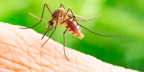 1 tantari coronavirus jpg jpeg