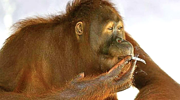 La începutul anului, Pipe era pe lista fumătorilor din junglă