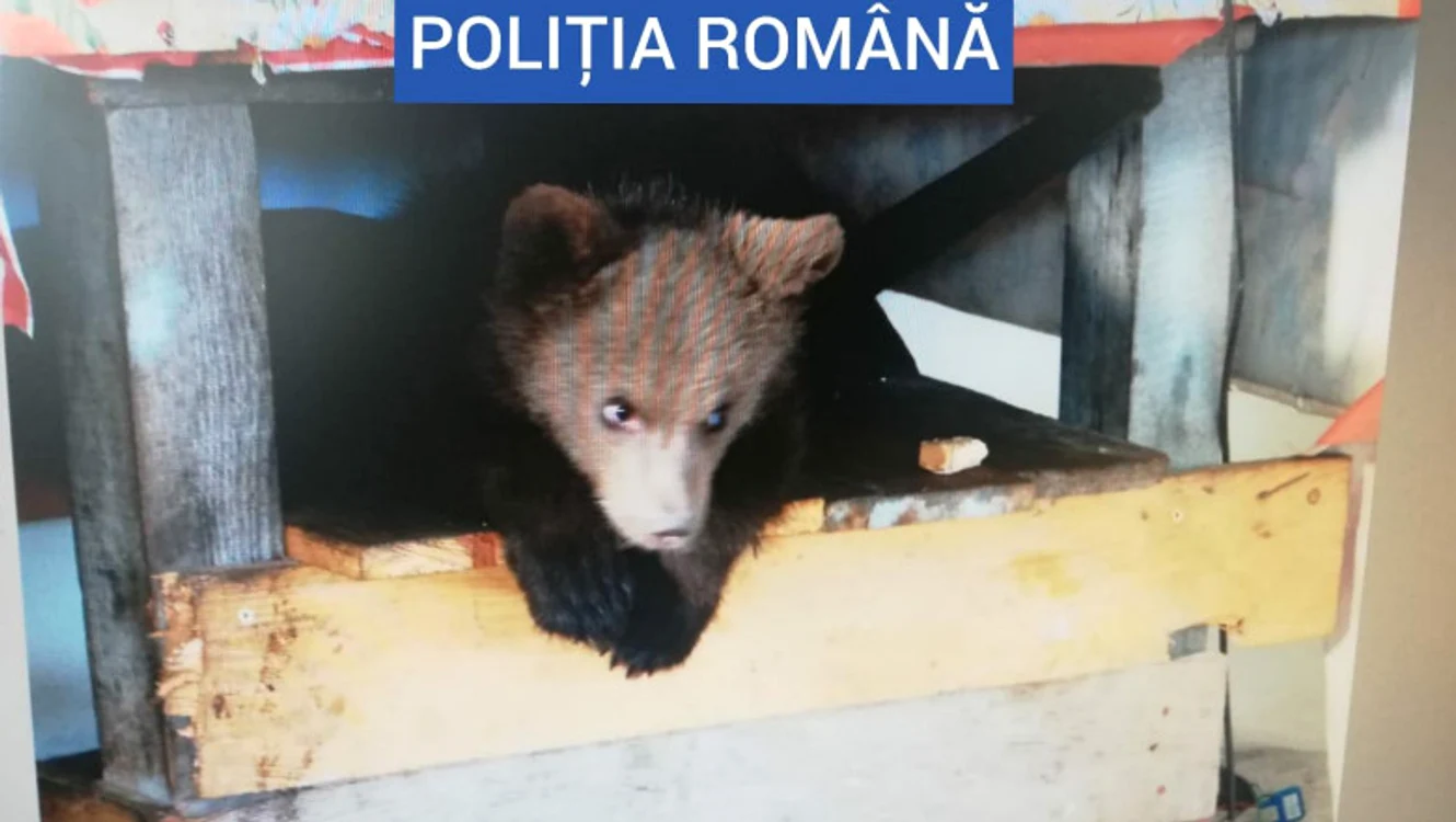 
    Puiuțul de 4 luni a fost descoperit în locuința unui bărbat din BorșaFoto: Poliția Română  