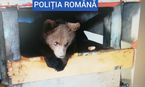 pui de urs jpeg