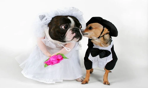 Cât de încântată e mireasa! jpeg