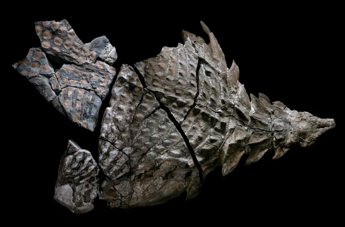 Dinozaur - nodosaur FOTO National Geographic