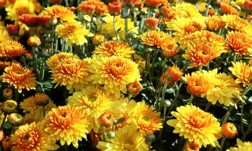 crizanteme îngrijire jpeg